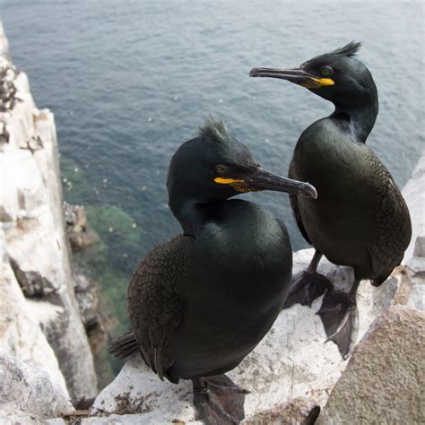 歐洲蜈蚣|European shag